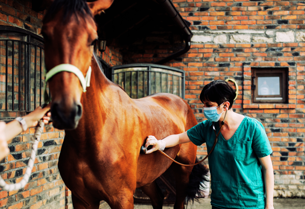 Vet with a horse