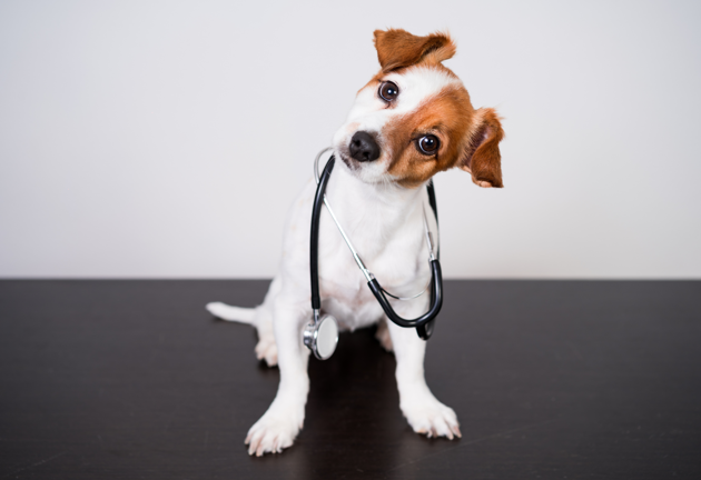 Puppy with stethoscope