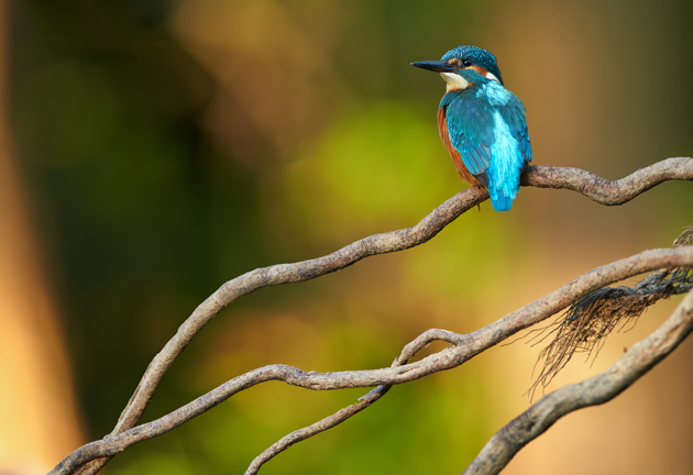 Kingfisher BES