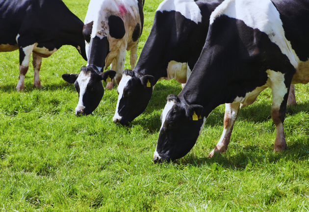 Dairy Cows eating grass AIC